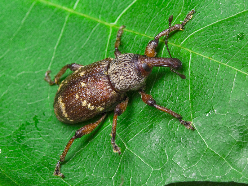 Hylobius transversovittatus (Goeze, 1777)